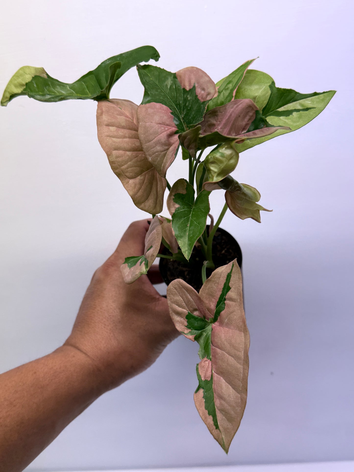 Syngonium Beauty Q45