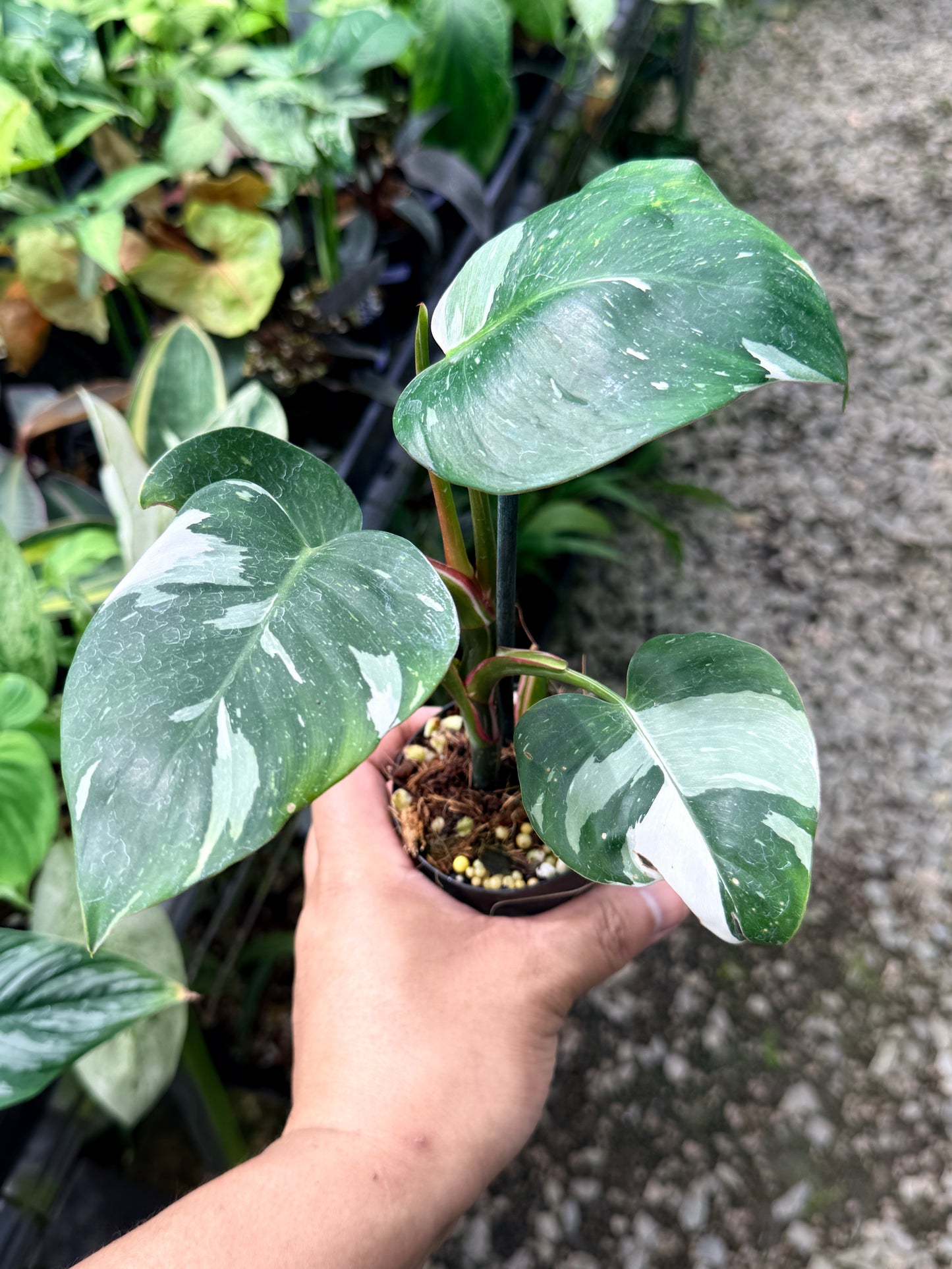 Philodendron 'White Princess' R3