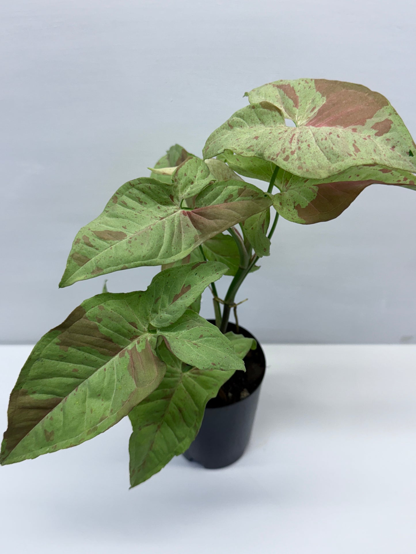 Syngonium Confetti NONTC Q46