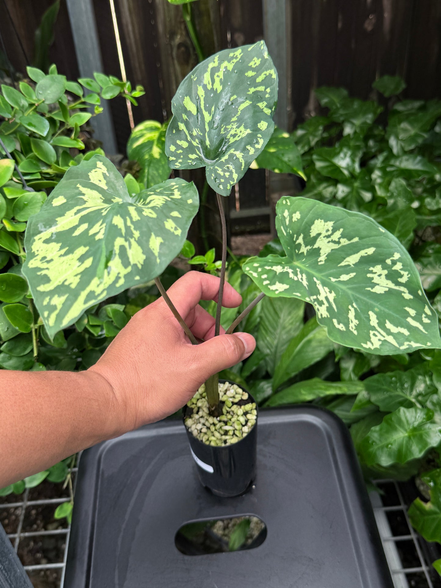 Caladium 'Hilo Beauty' J76