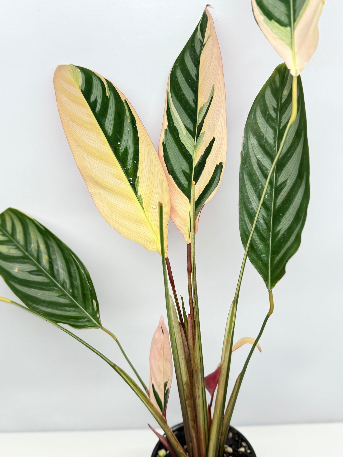 Ctenanthe Tricolour - Best Pick of the Crop.