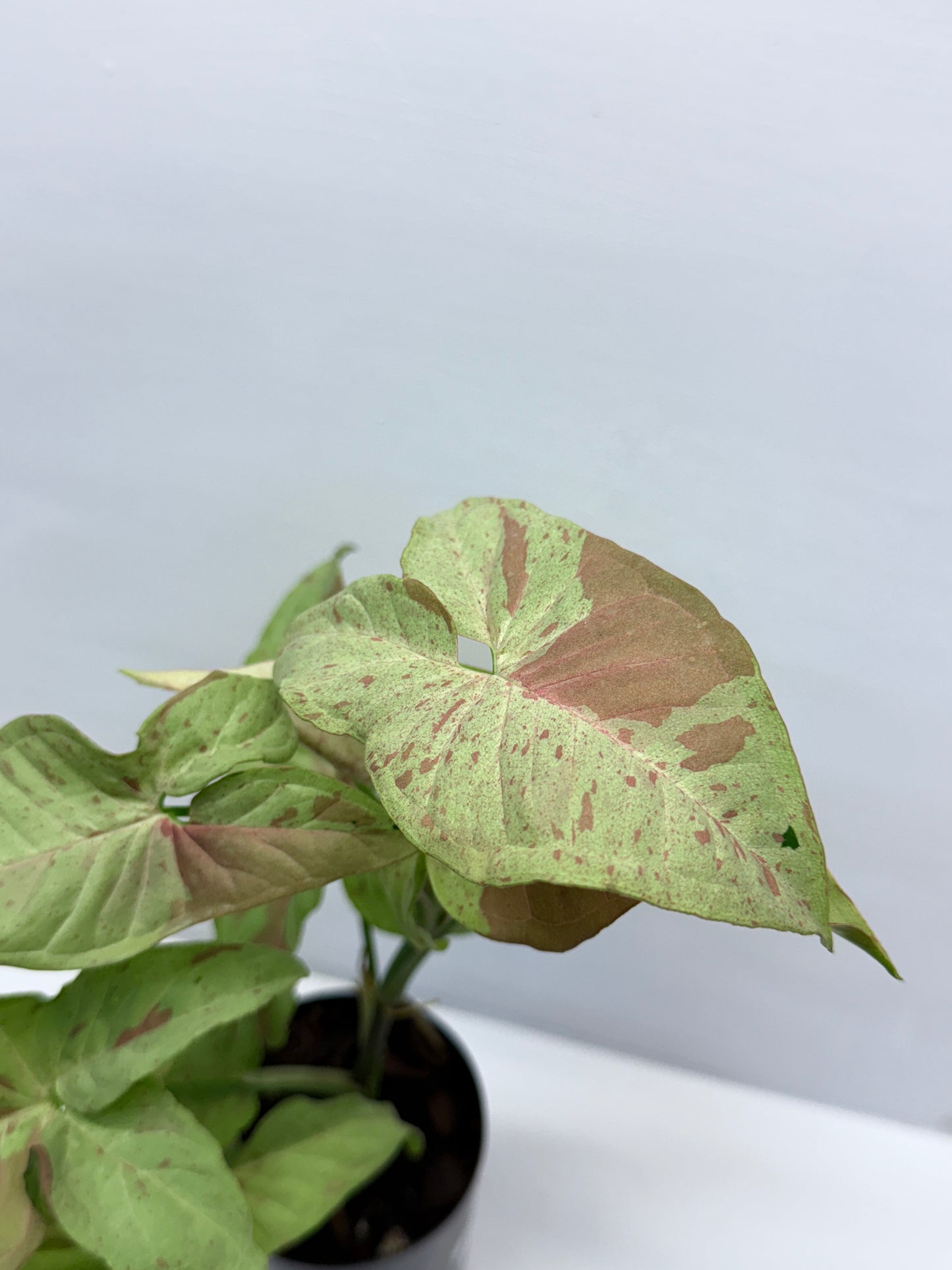 Syngonium Confetti NONTC Q46