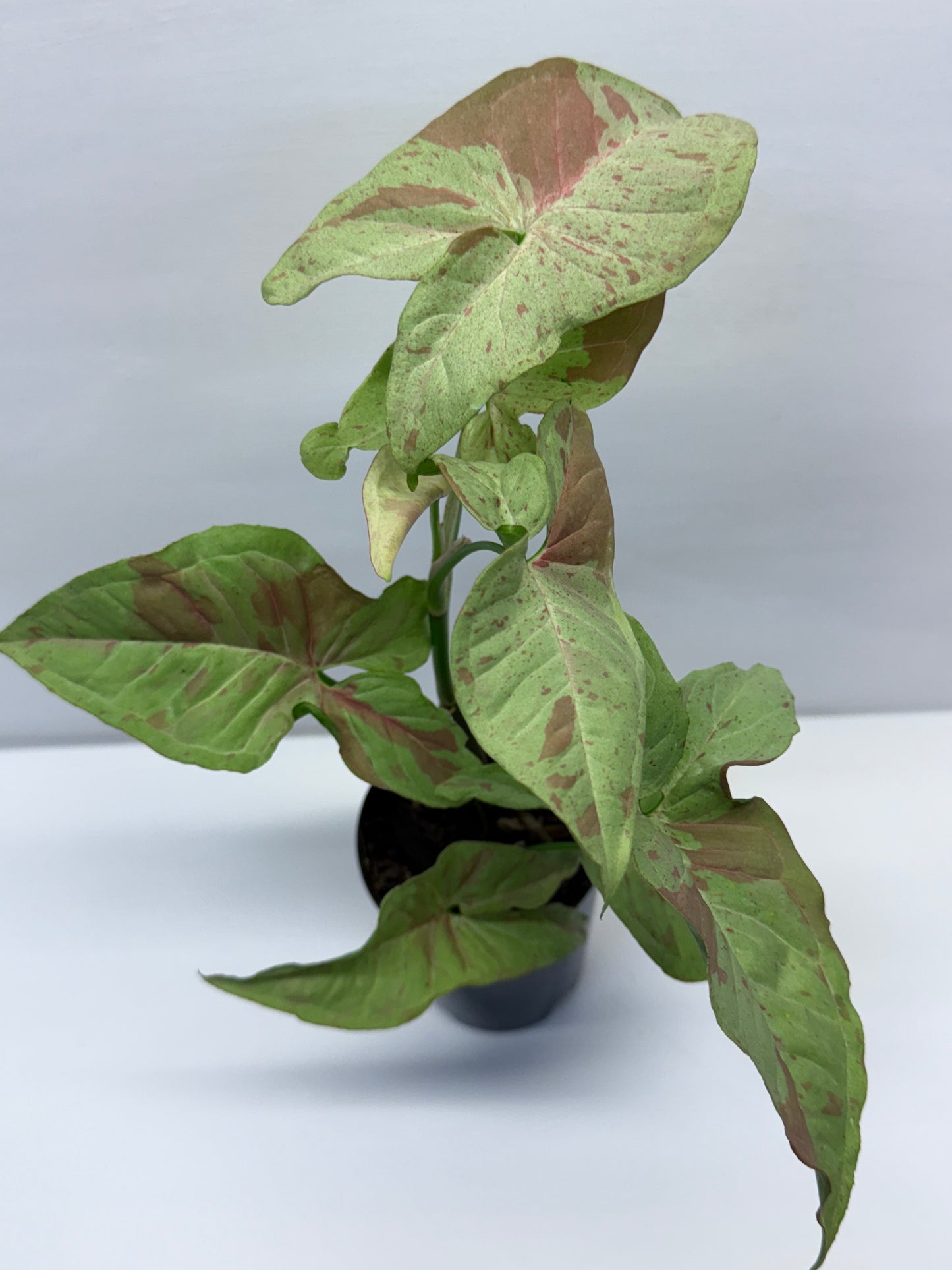 Syngonium Confetti NONTC Q46