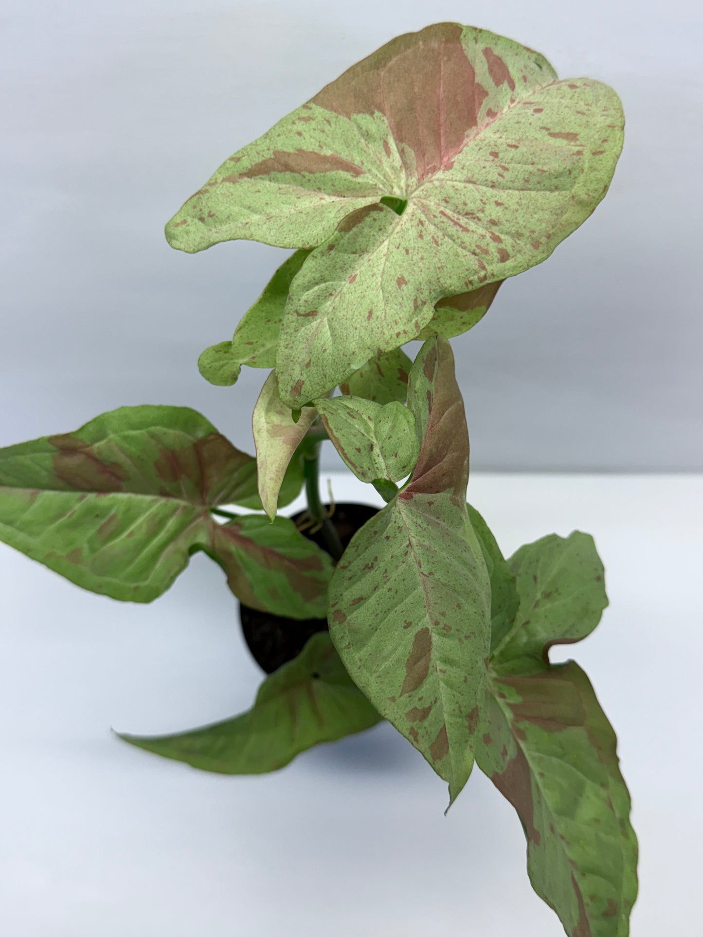 Syngonium Confetti NONTC Q46