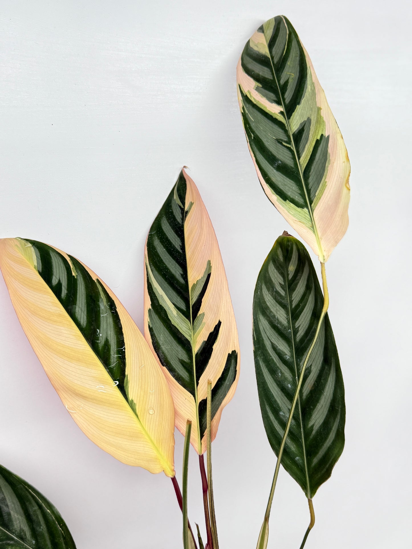 Ctenanthe Tricolour - Best Pick of the Crop.