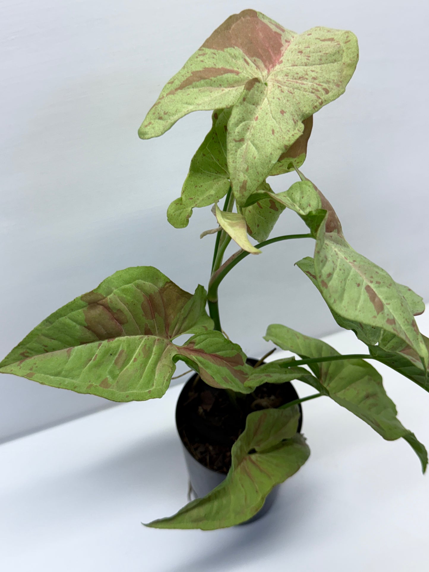 Syngonium Confetti NONTC Q46