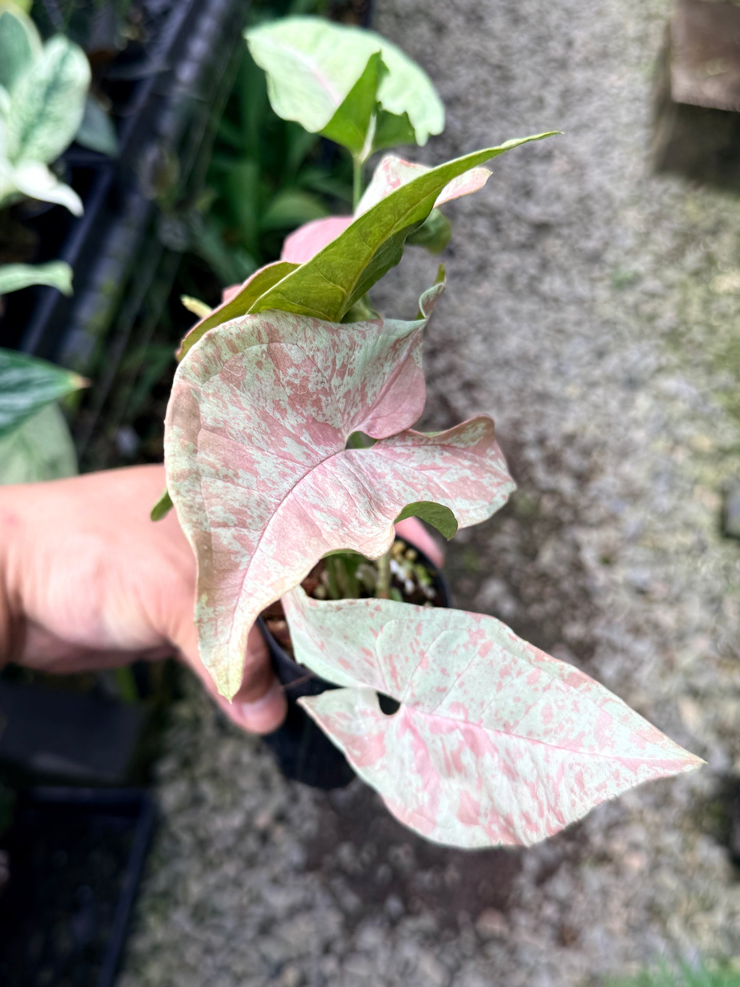 Syngonium 'Milk Confetti' NONTC R12