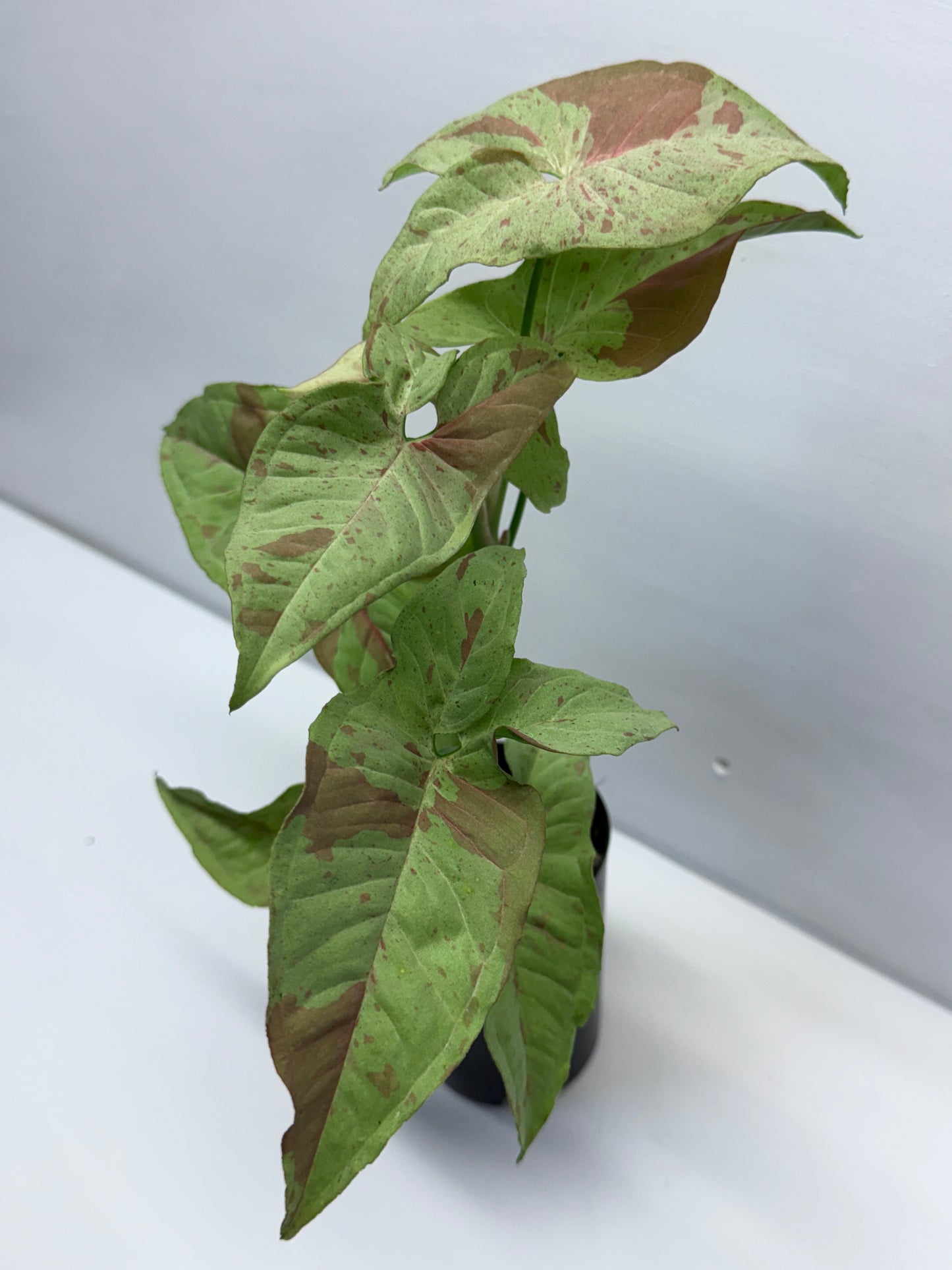 Syngonium Confetti NONTC Q46