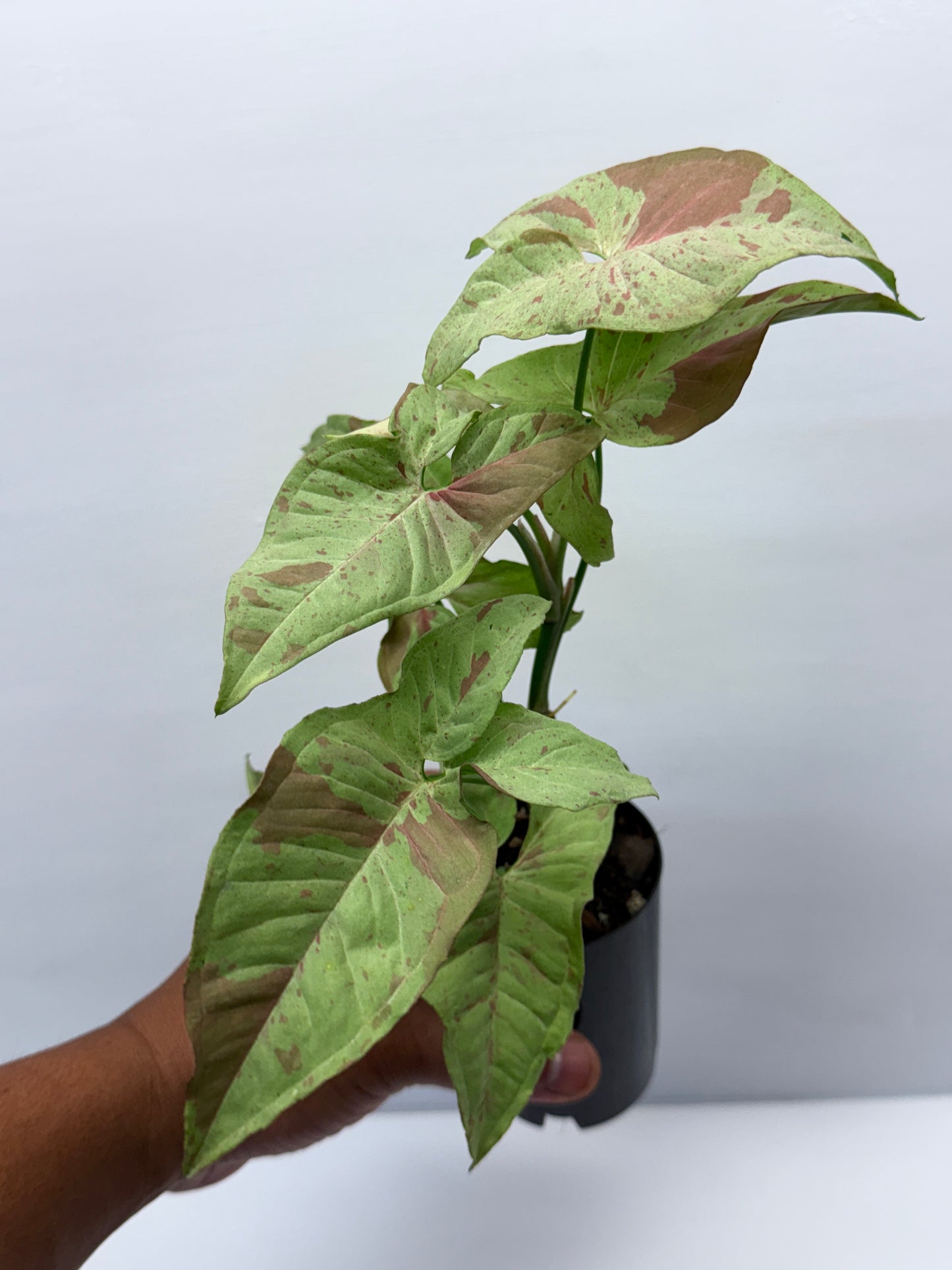 Syngonium Confetti NONTC Q46