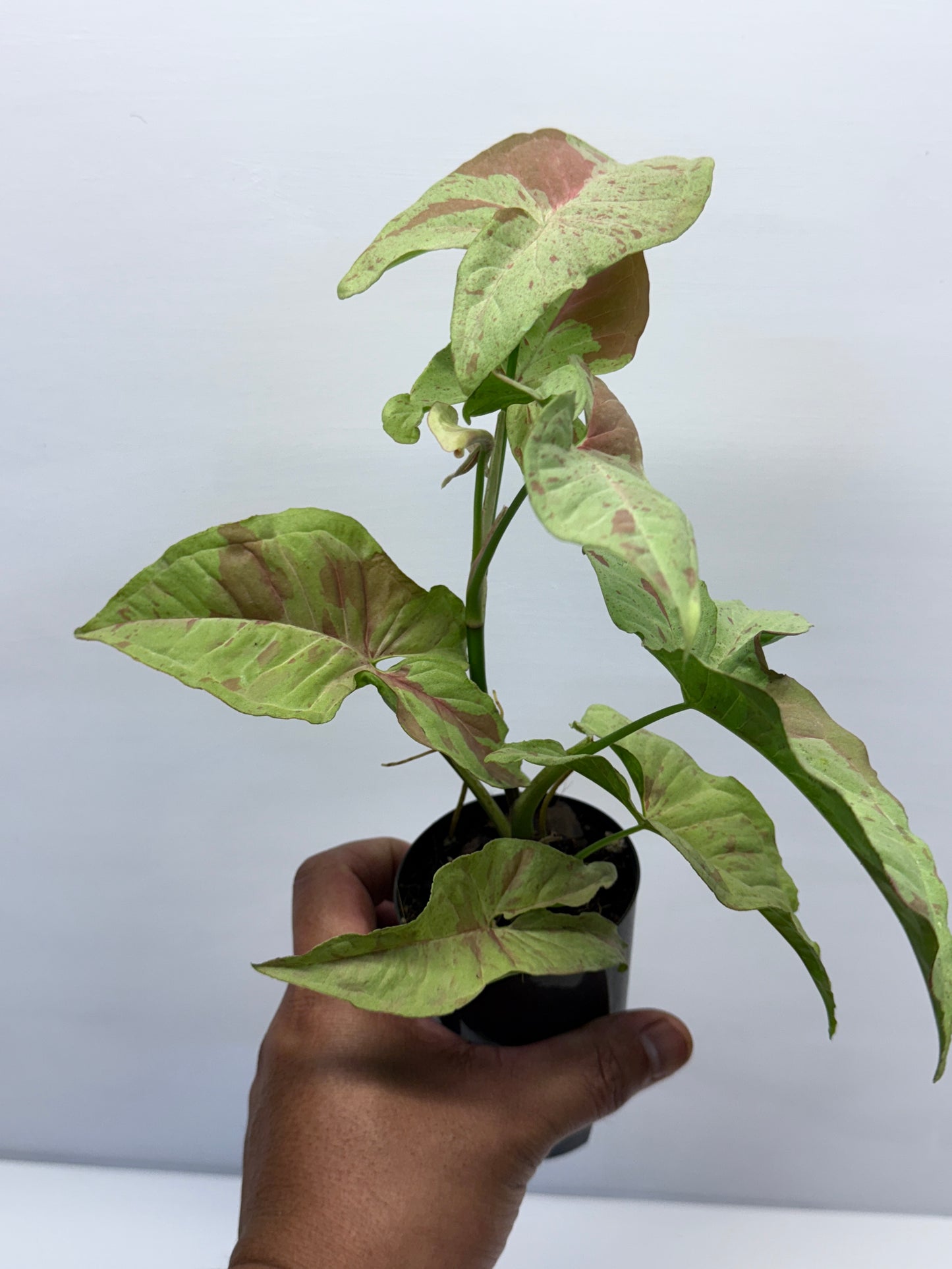 Syngonium Confetti NONTC Q46