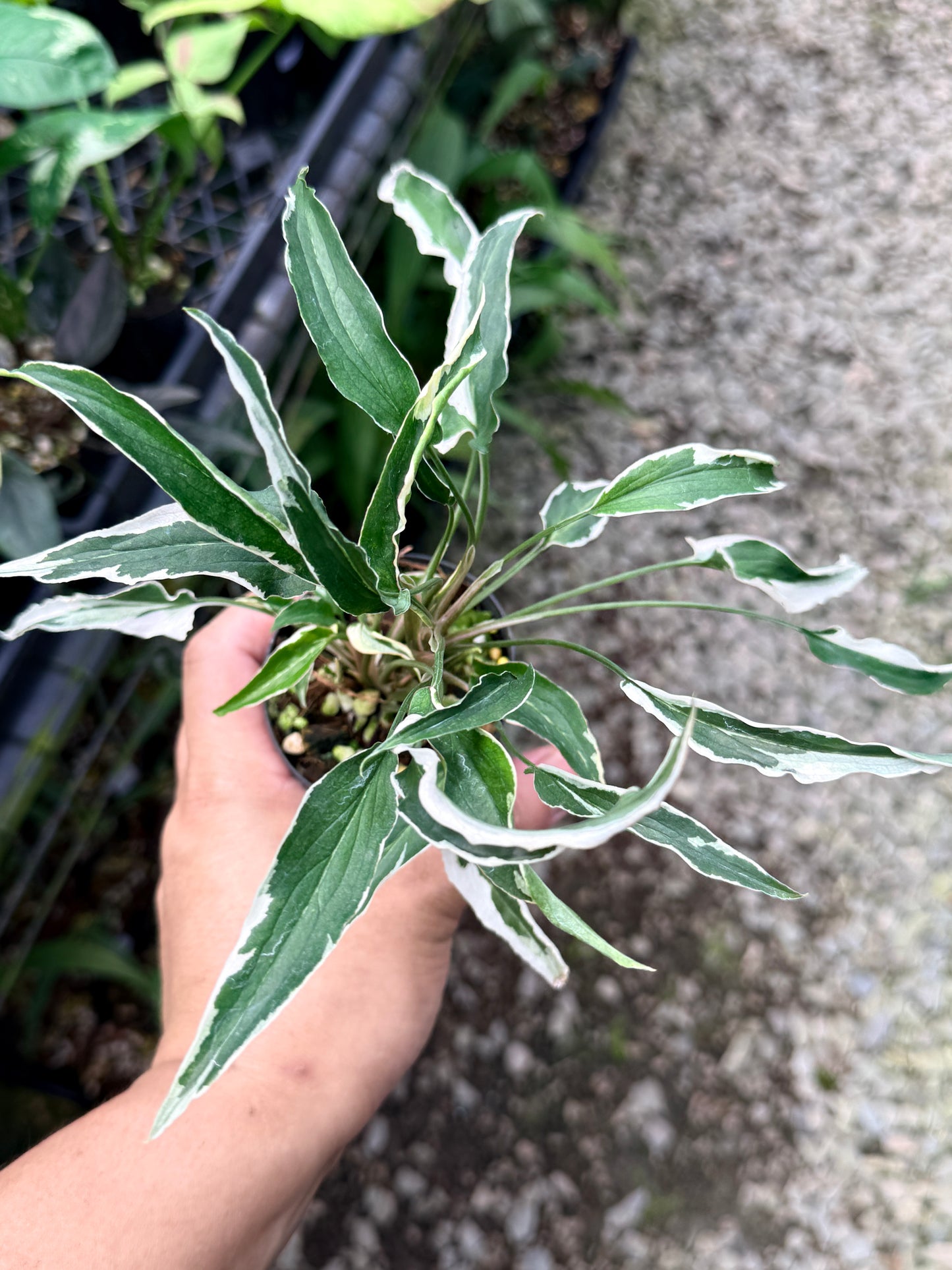 Syngonium 'Ngern Lai Ma' R10