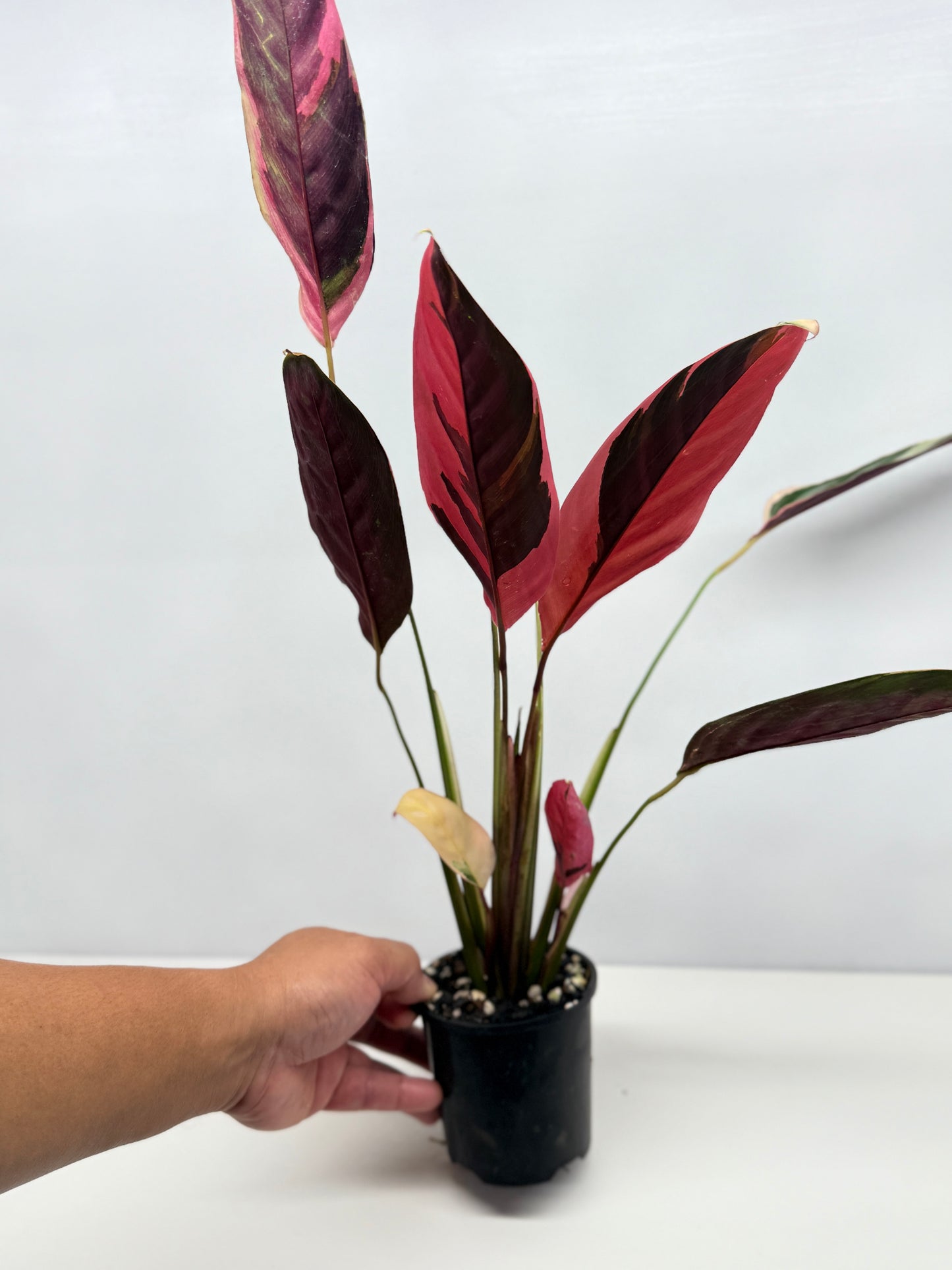 Ctenanthe Tricolour - Best Pick of the Crop.