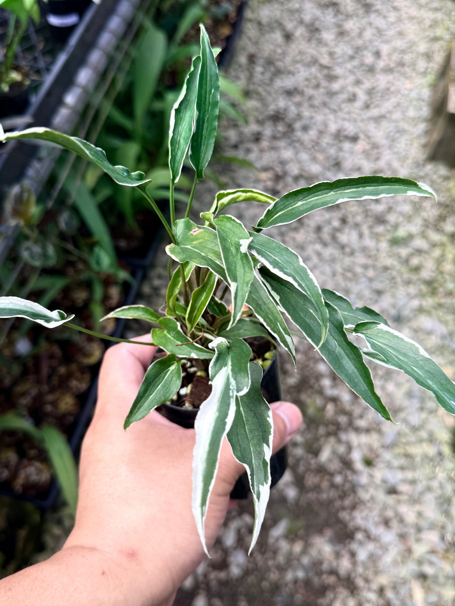 Syngonium 'Ngern Lai Ma' R11