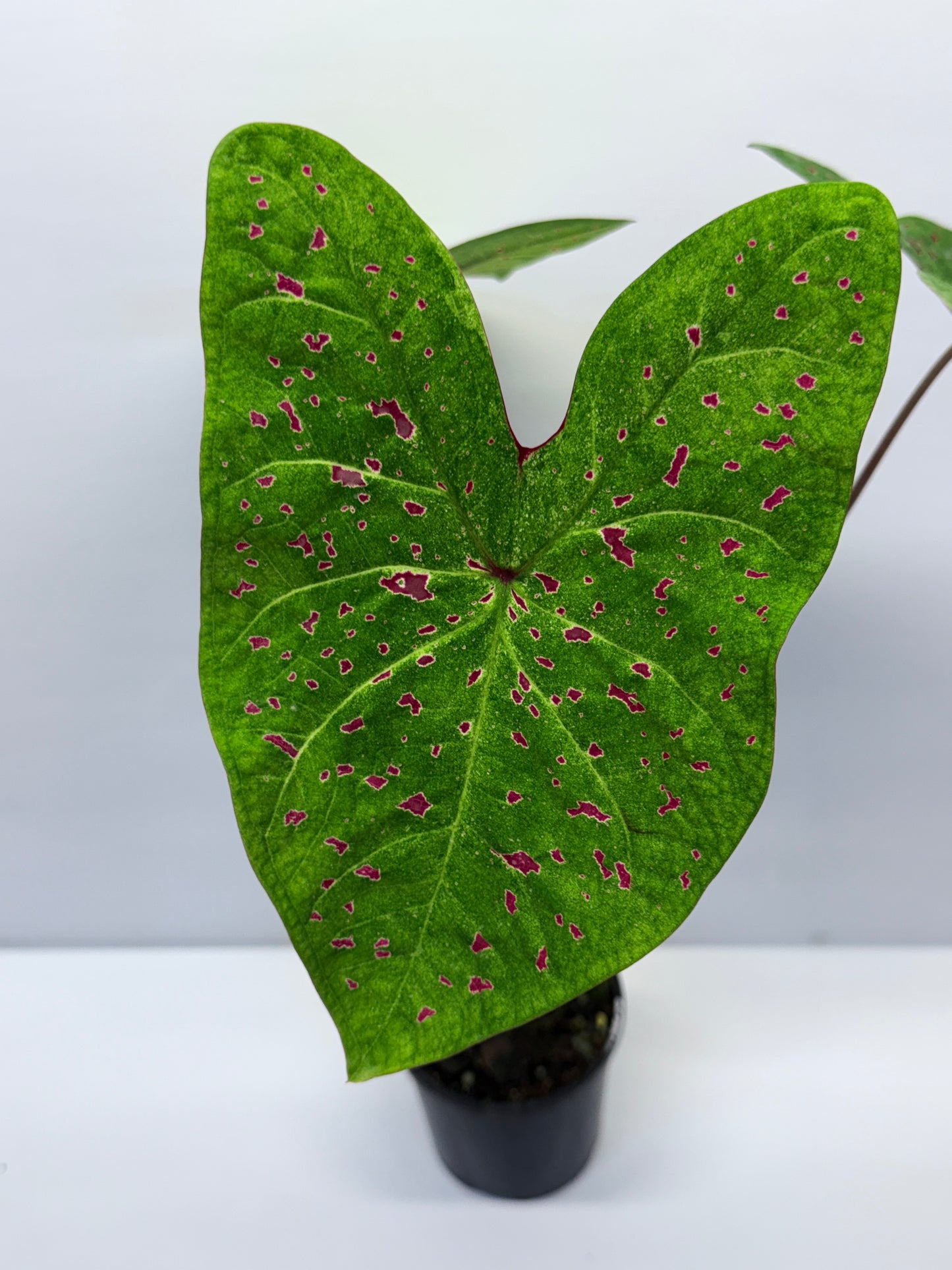 Caladium Miss Muffet Q51