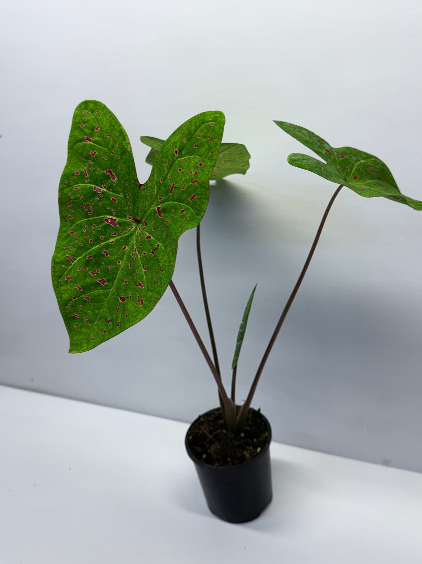 Caladium Miss Muffet Q51