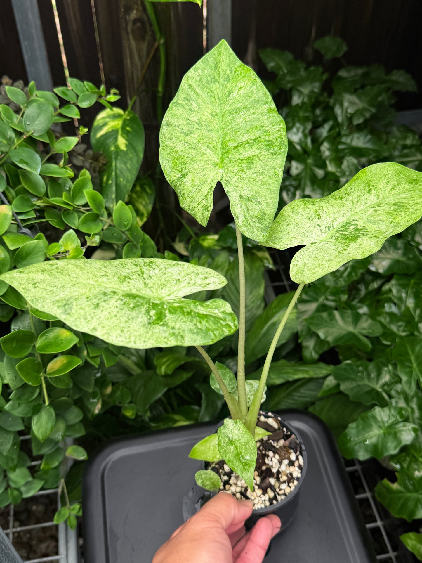 Alocasia 'Batik' - Large with Pups B81