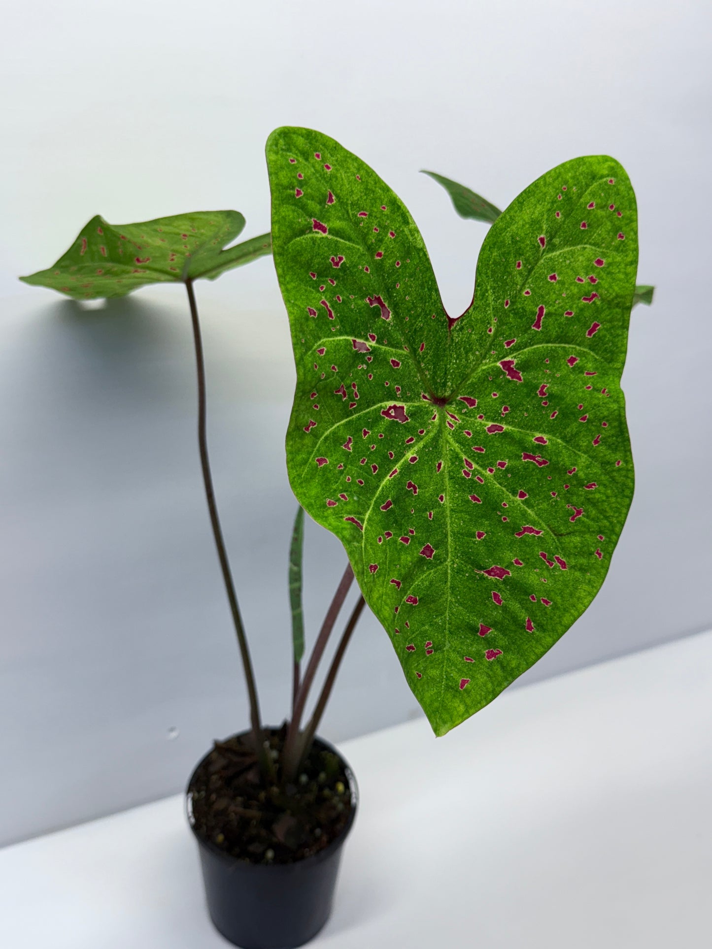 Caladium Miss Muffet Q51