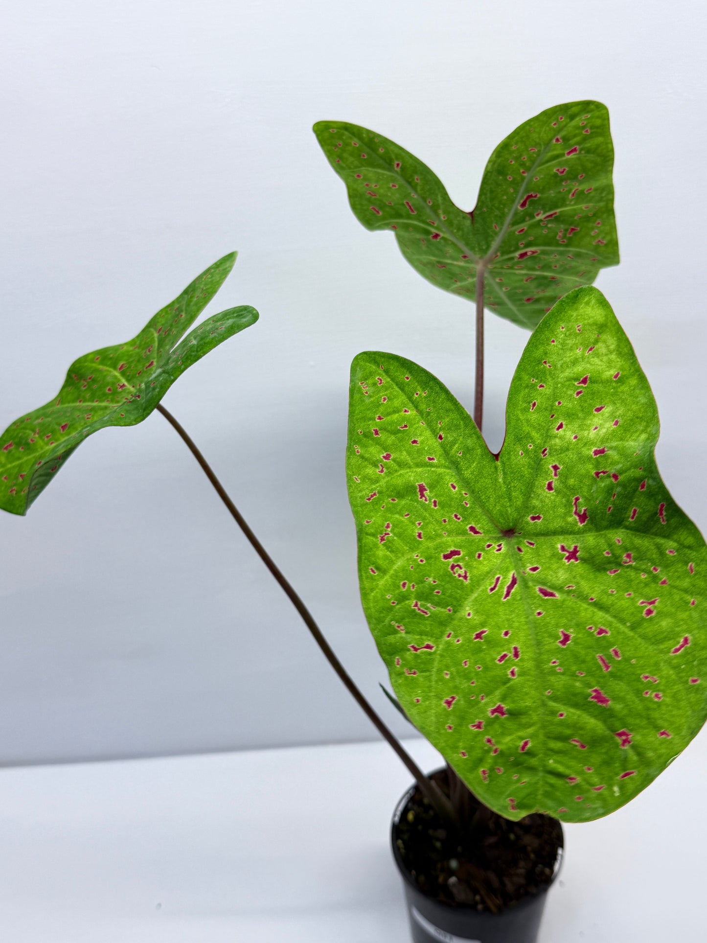 Caladium Miss Muffet Q51