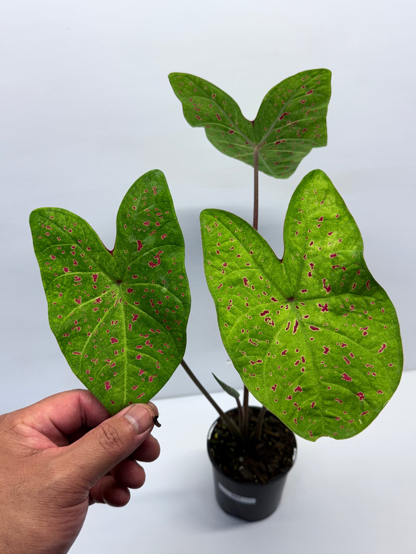 Caladium Miss Muffet Q51