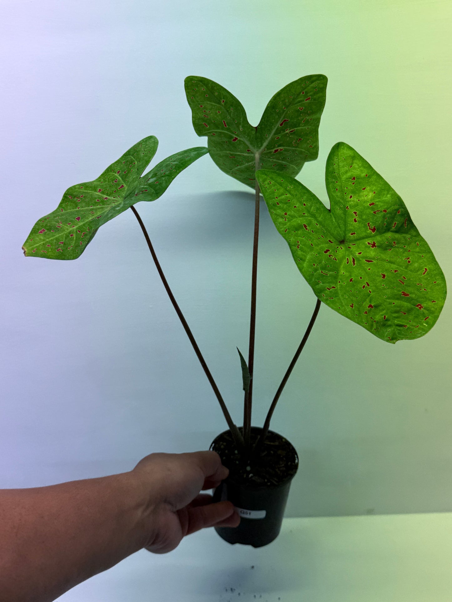 Caladium Miss Muffet Q51
