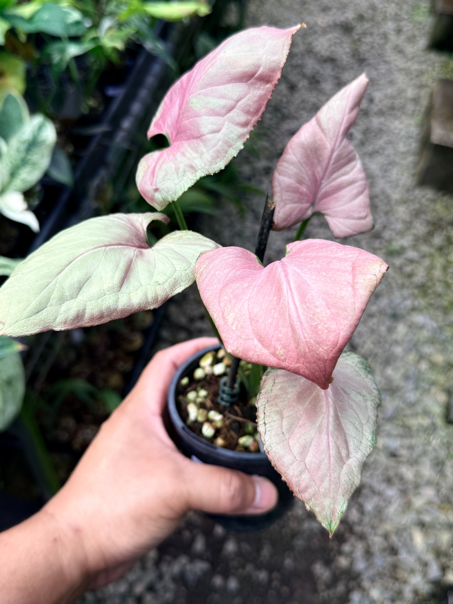 Syngonium 'Strawberry Cream' - Rarely Offered R8