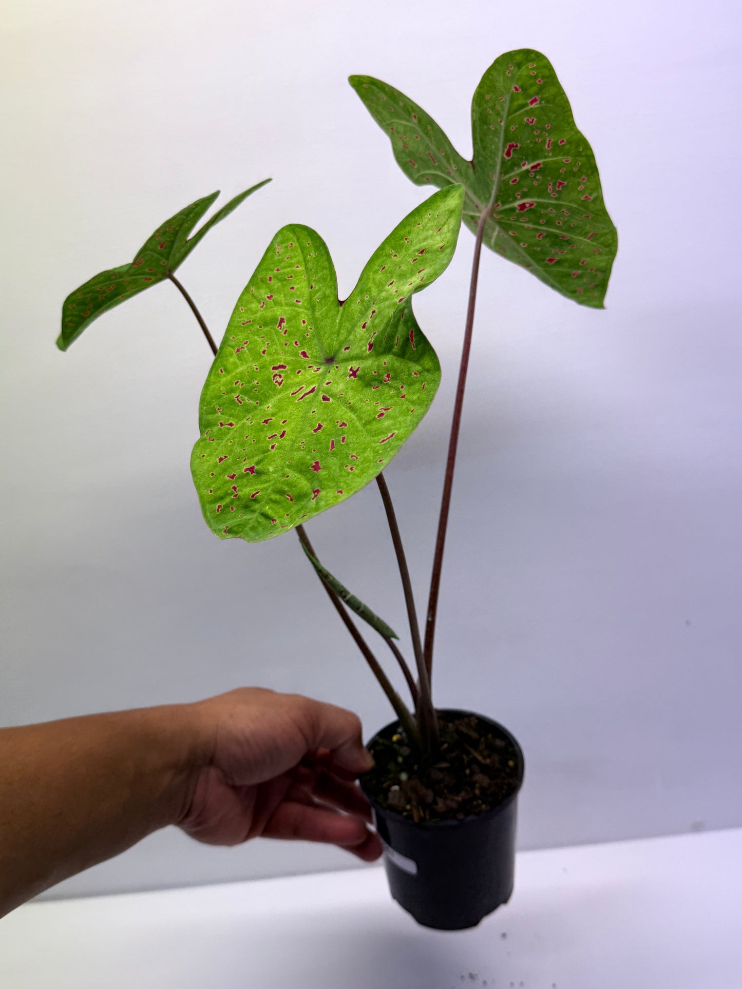 Caladium Miss Muffet Q51