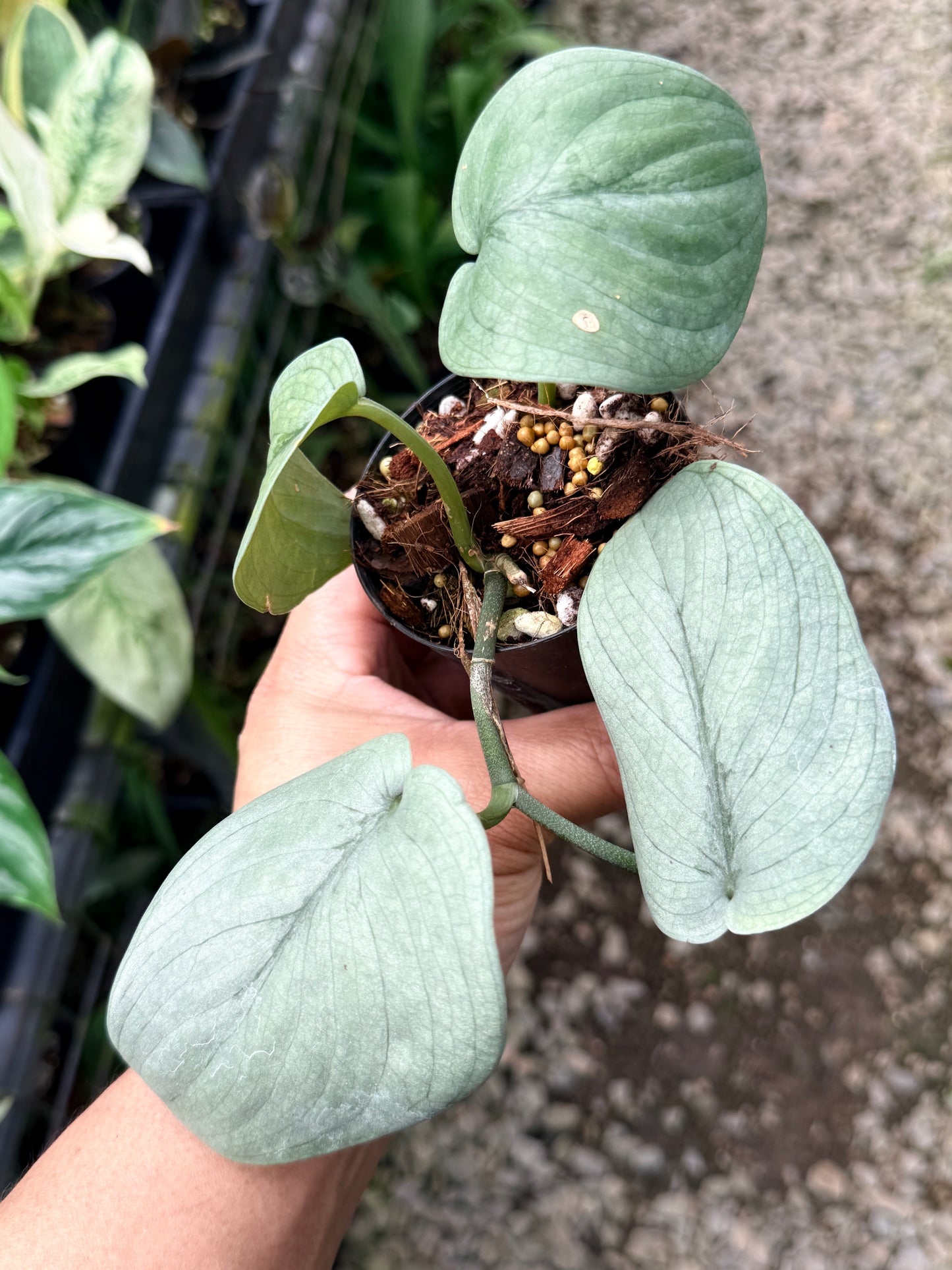 Scindapsus pictus 'Platinum' R7