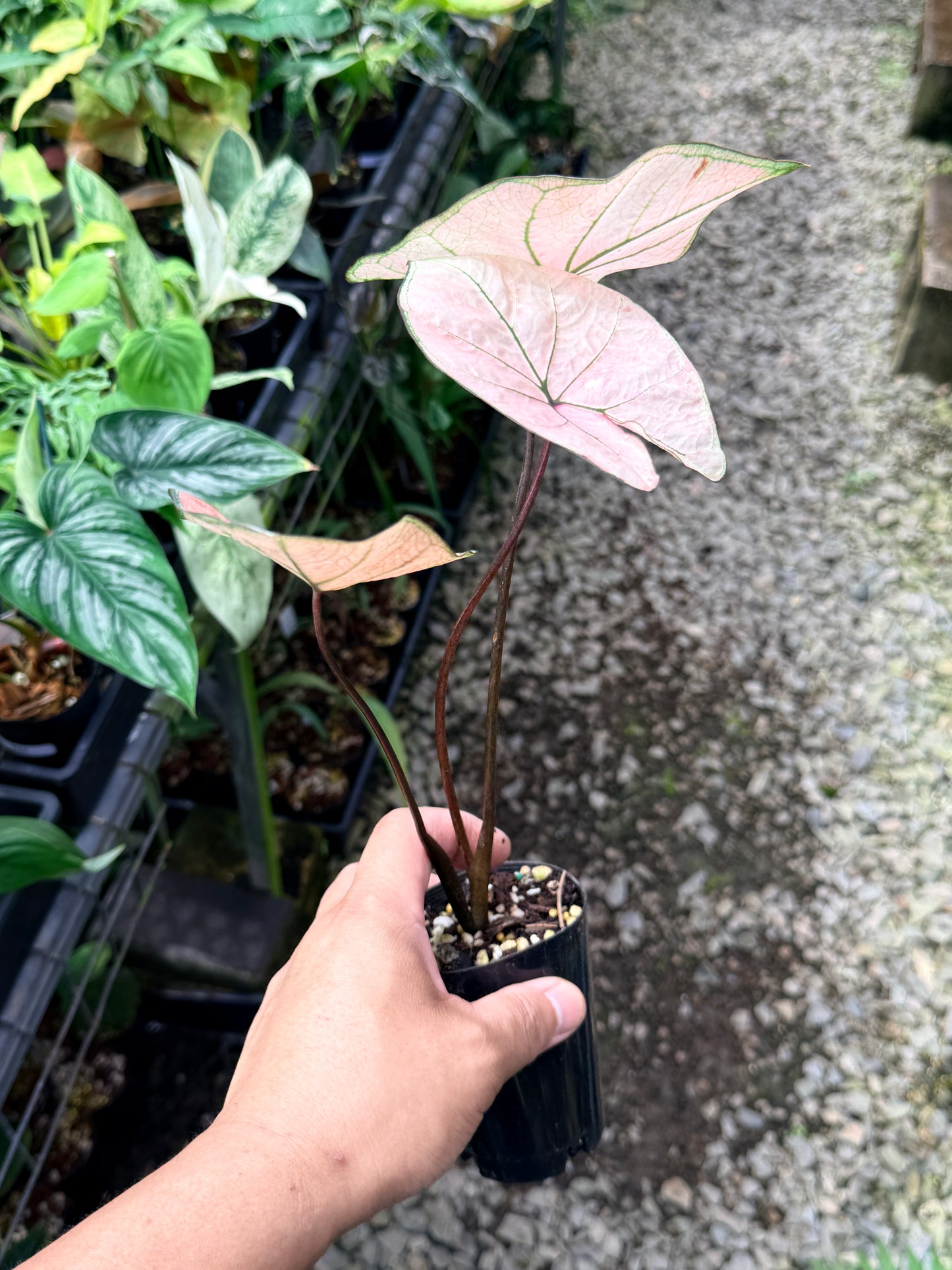Caladium Hybrid R18