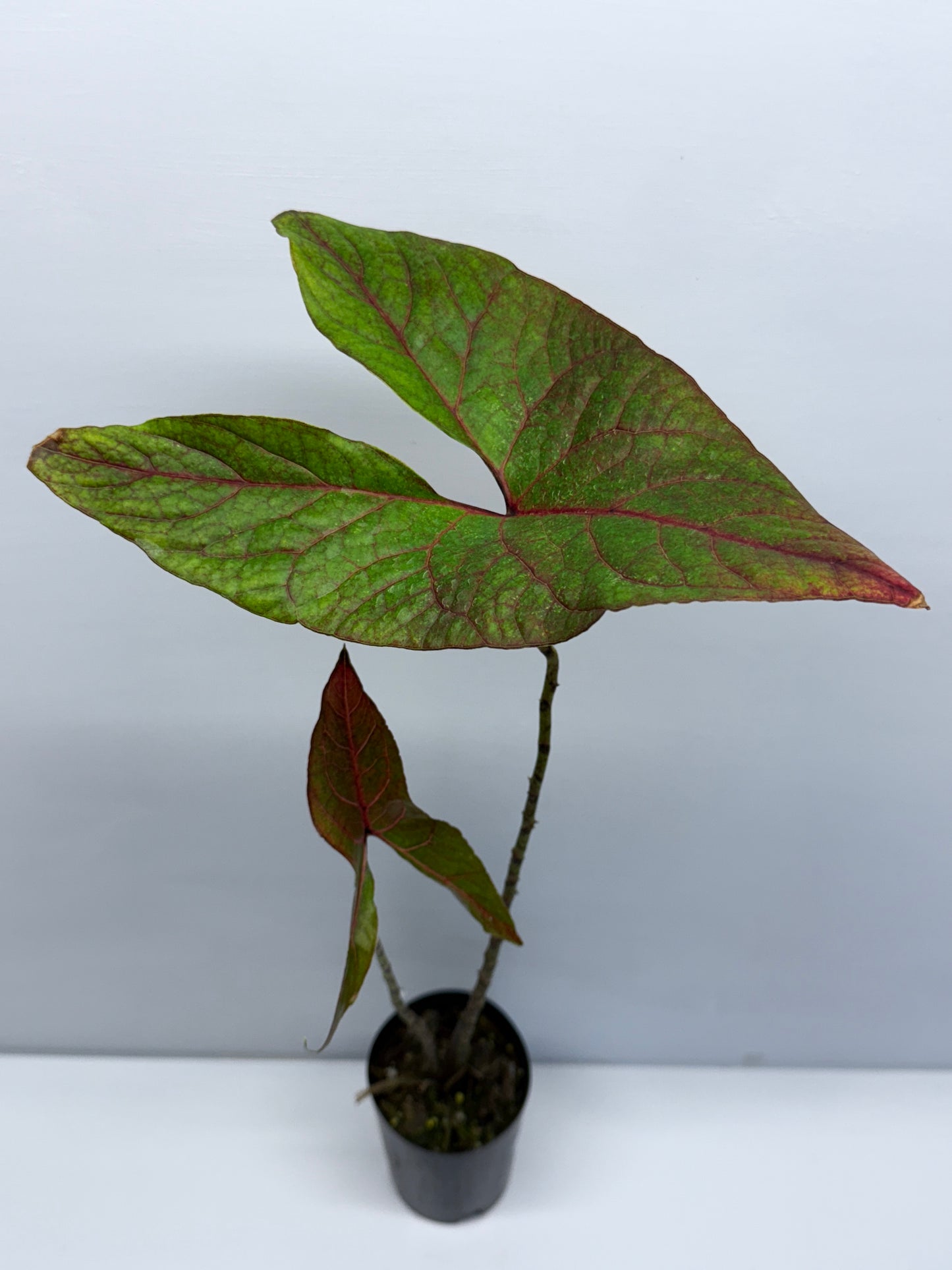 Cyrtosperma johnstonii Singha Mora Q56