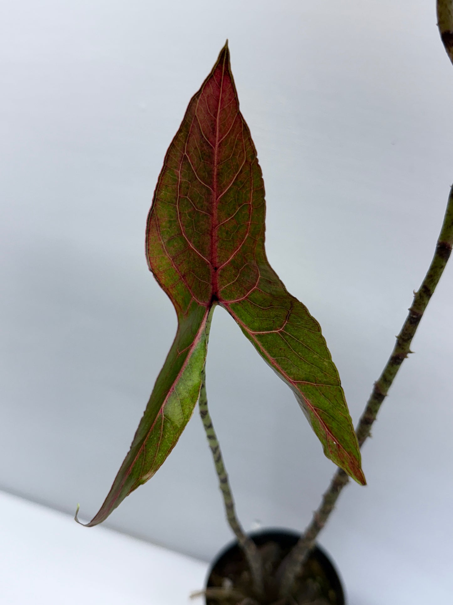 Cyrtosperma johnstonii Singha Mora Q56