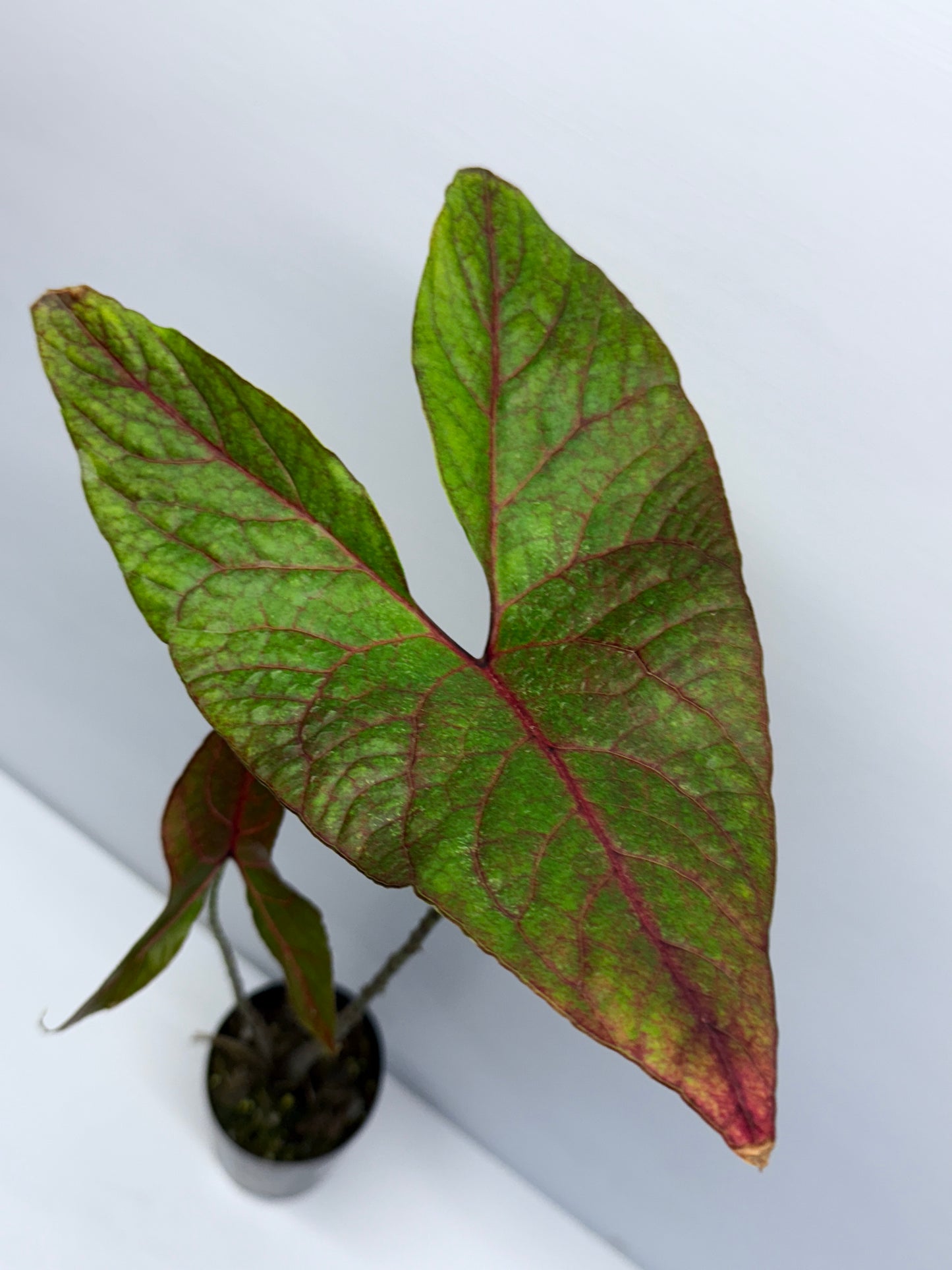 Cyrtosperma johnstonii Singha Mora Q56