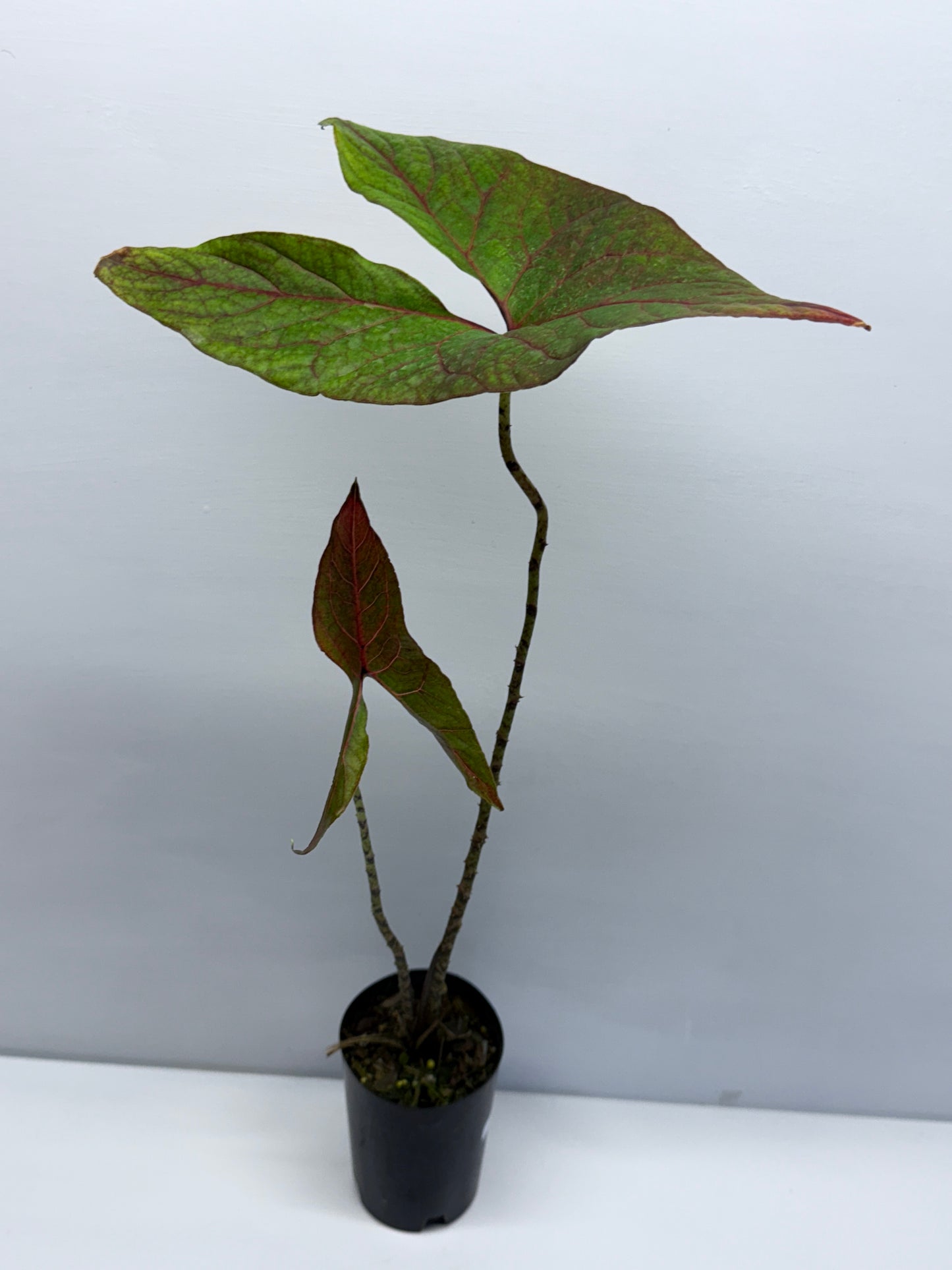 Cyrtosperma johnstonii Singha Mora Q56