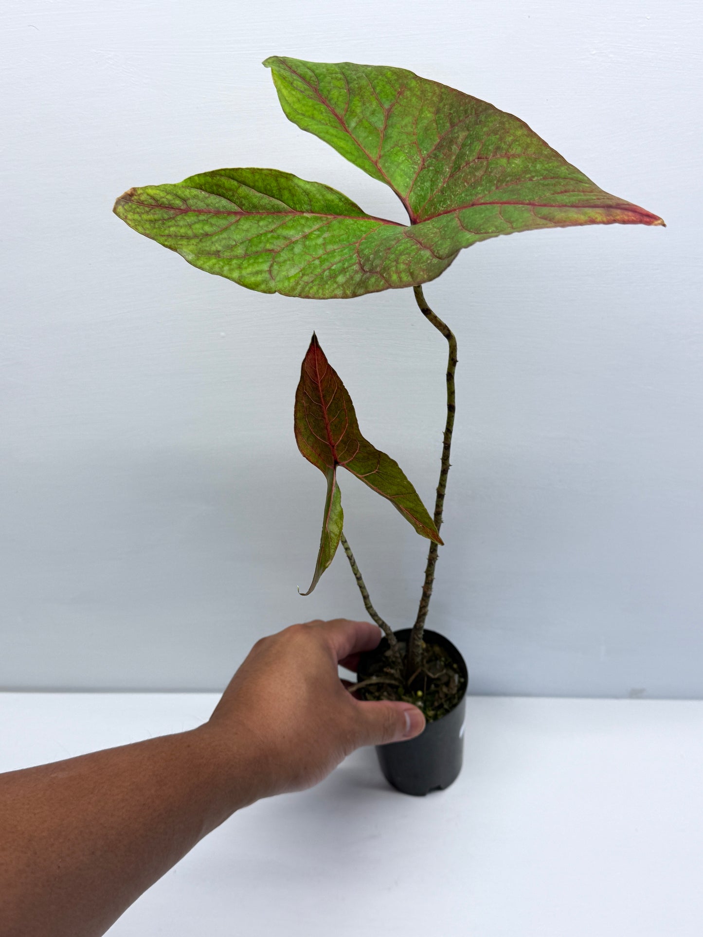 Cyrtosperma johnstonii Singha Mora Q56