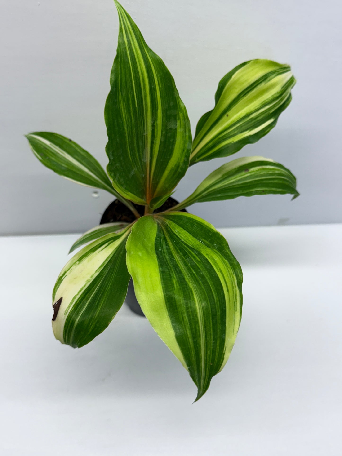 Chlorophytum orchidastrum Variegated Fire Flash Q52