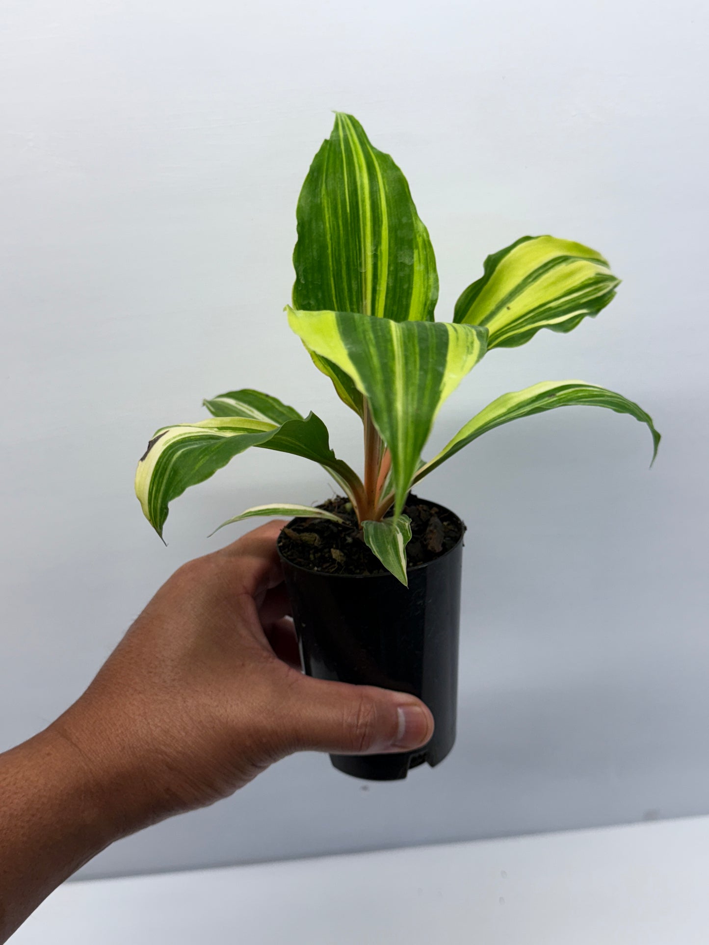 Chlorophytum orchidastrum Variegated Fire Flash Q52