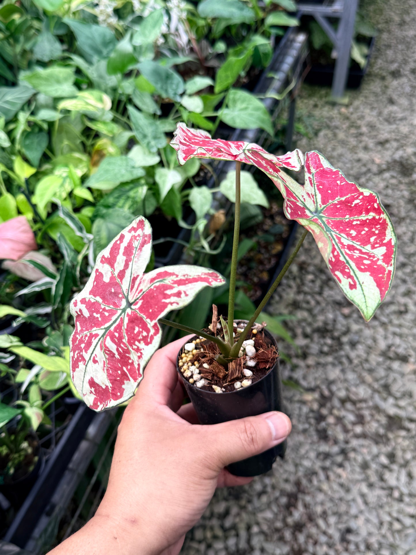 Caladium 'Fire of Phoenix' R16