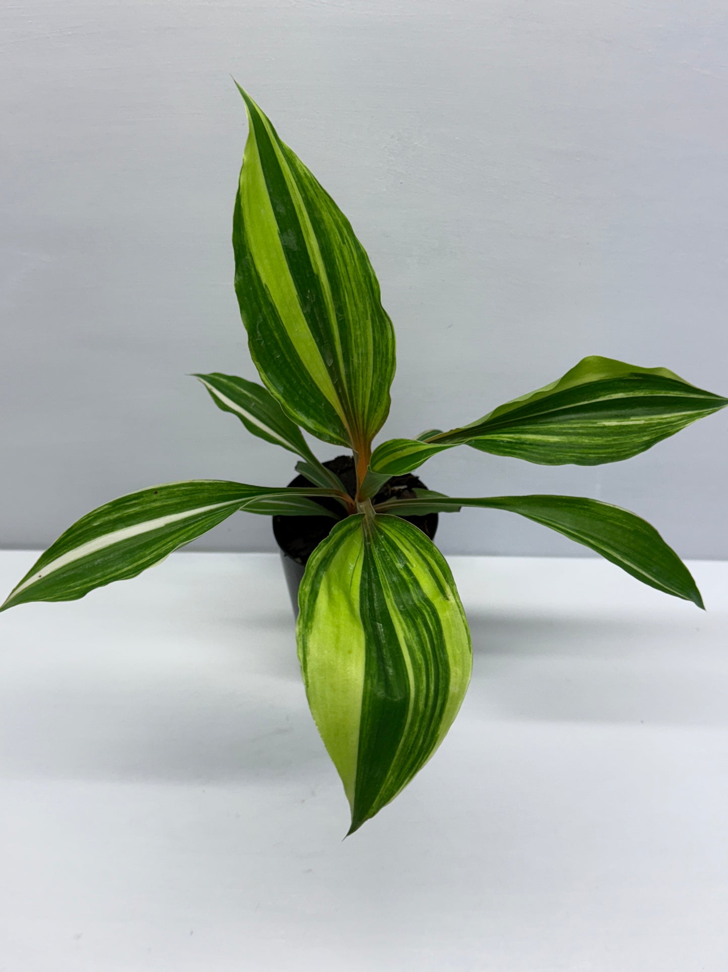 Chlorophytum orchidastrum Variegated Fire Flash Q53