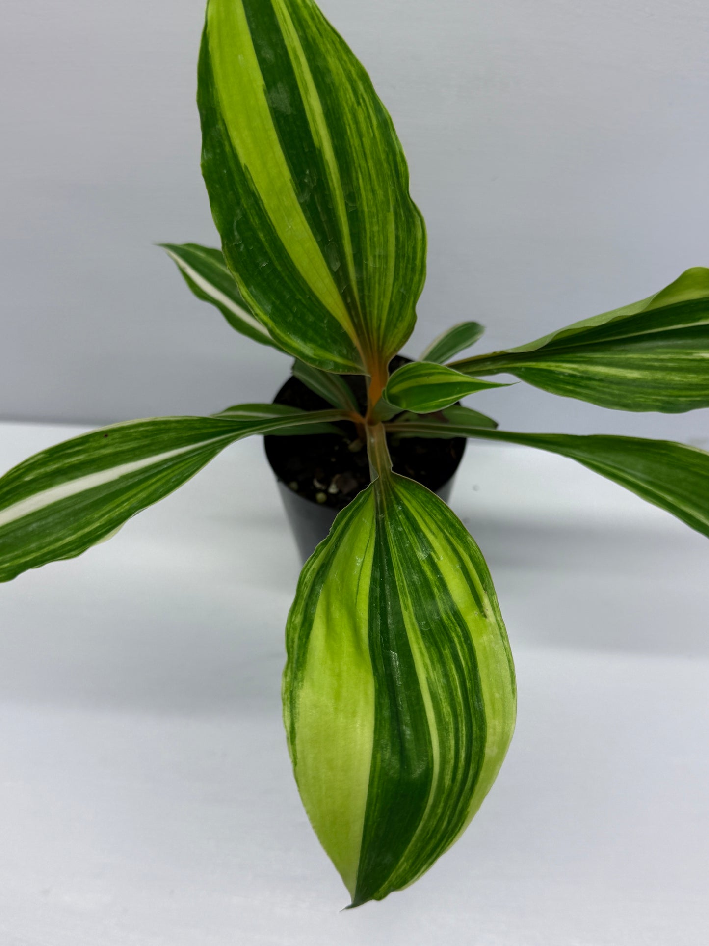 Chlorophytum orchidastrum Variegated Fire Flash Q53