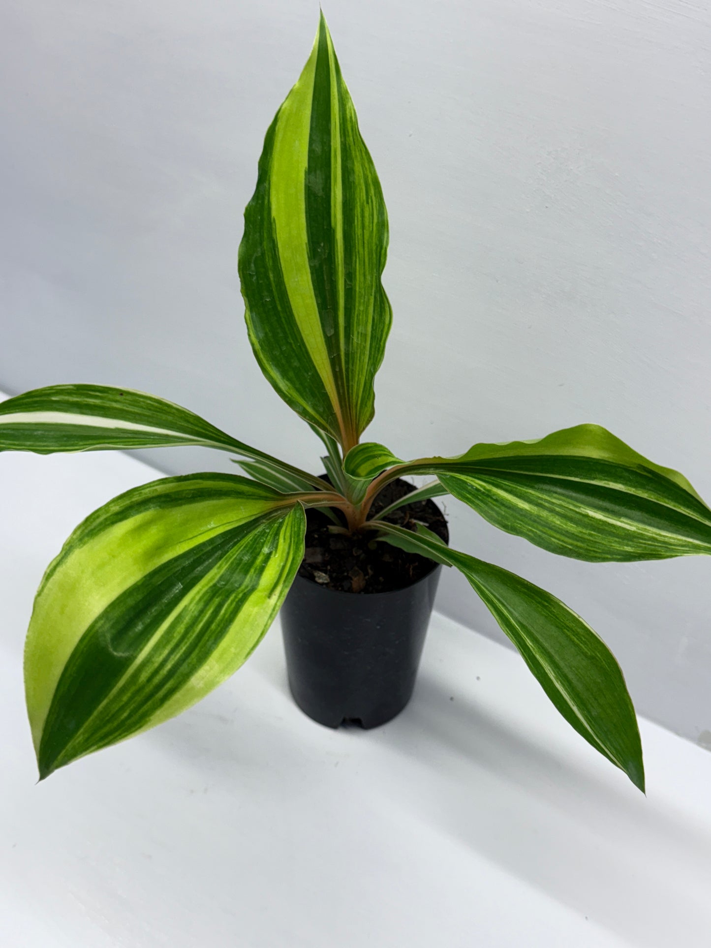 Chlorophytum orchidastrum Variegated Fire Flash Q53
