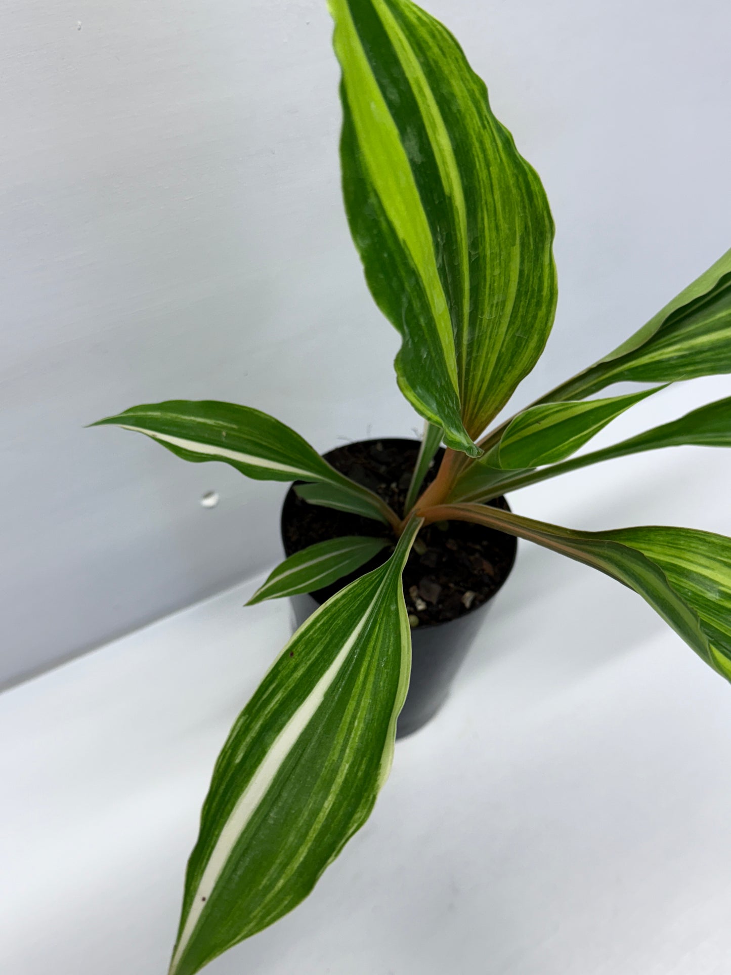 Chlorophytum orchidastrum Variegated Fire Flash Q53