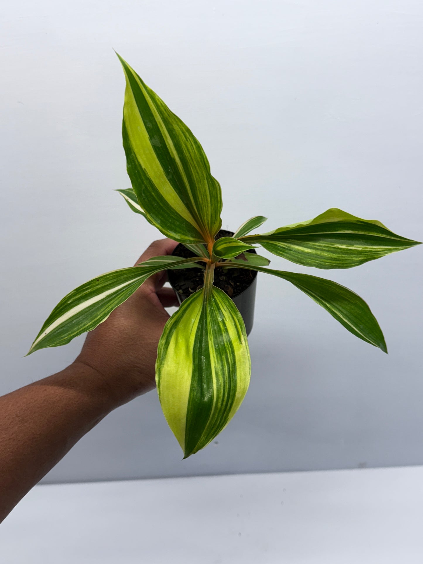 Chlorophytum orchidastrum Variegated Fire Flash Q53