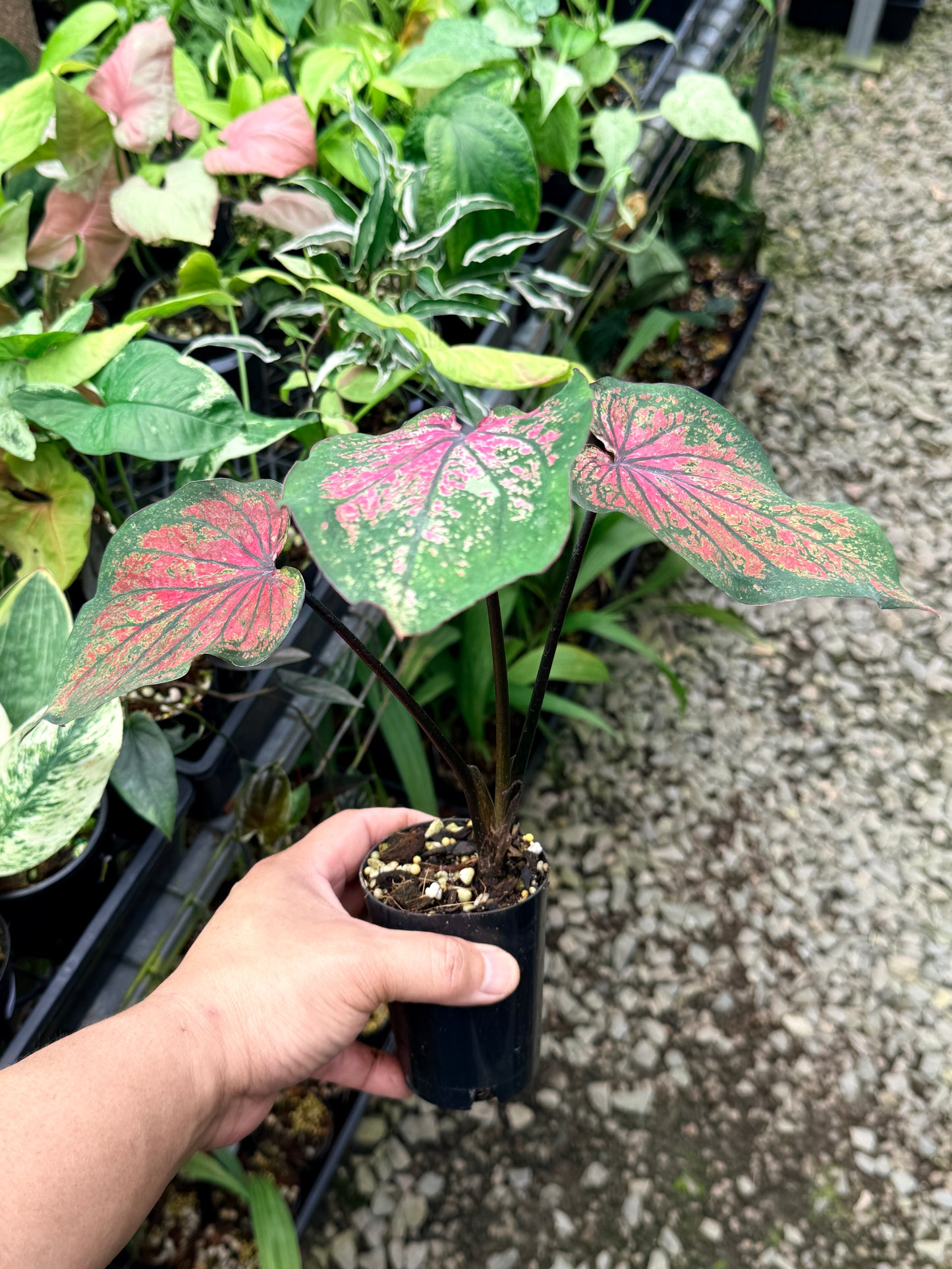 Caladium Hybrid R17