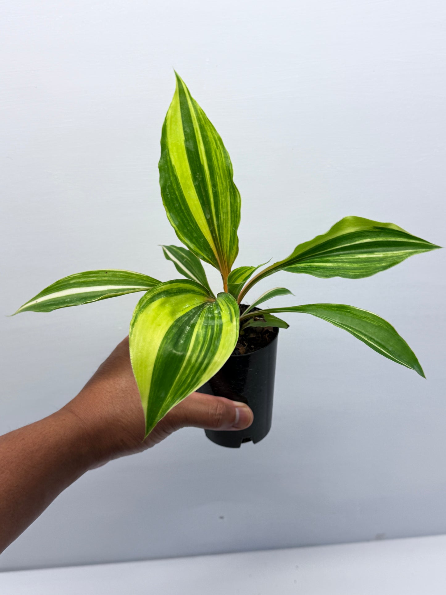 Chlorophytum orchidastrum Variegated Fire Flash Q53