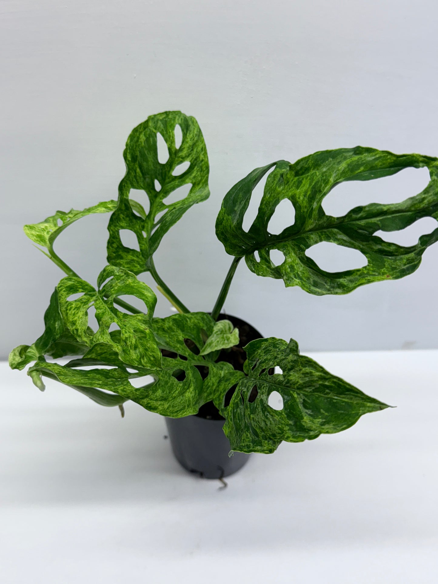 Monstera adansoni Mottled Mint Variegated Q57