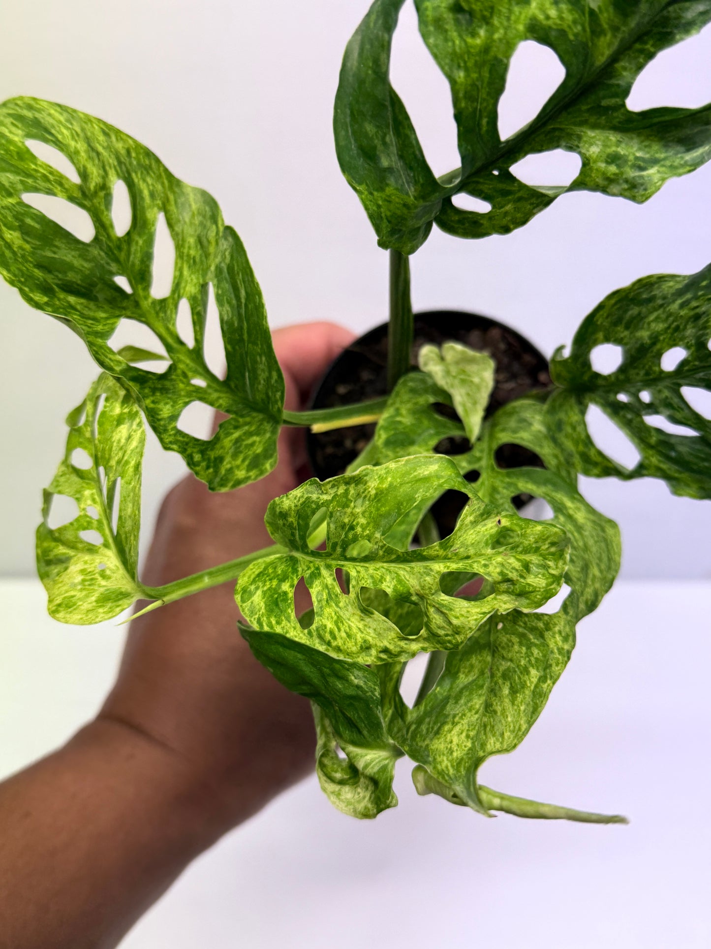 Monstera adansoni Mottled Mint Variegated Q57