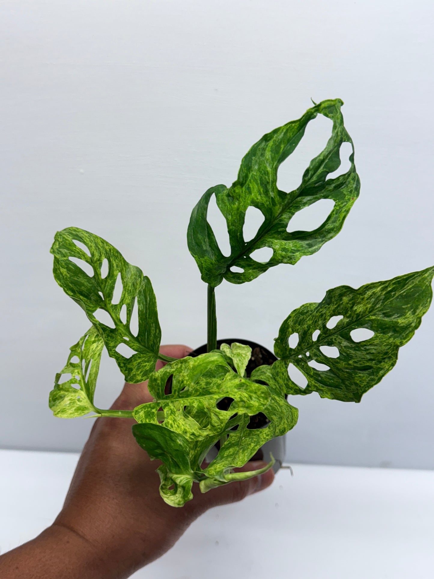 Monstera adansoni Mottled Mint Variegated Q57