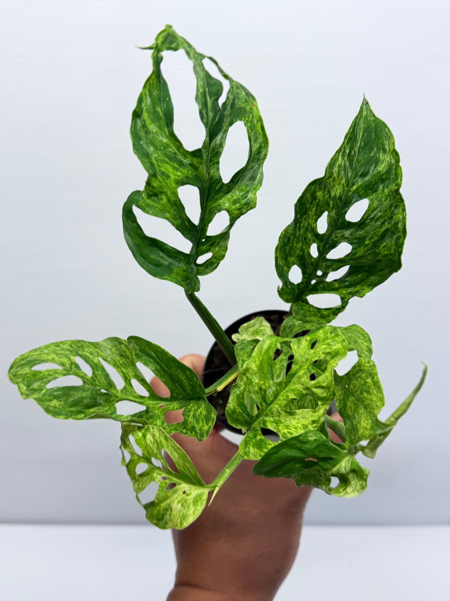 Monstera adansoni Mottled Mint Variegated Q57