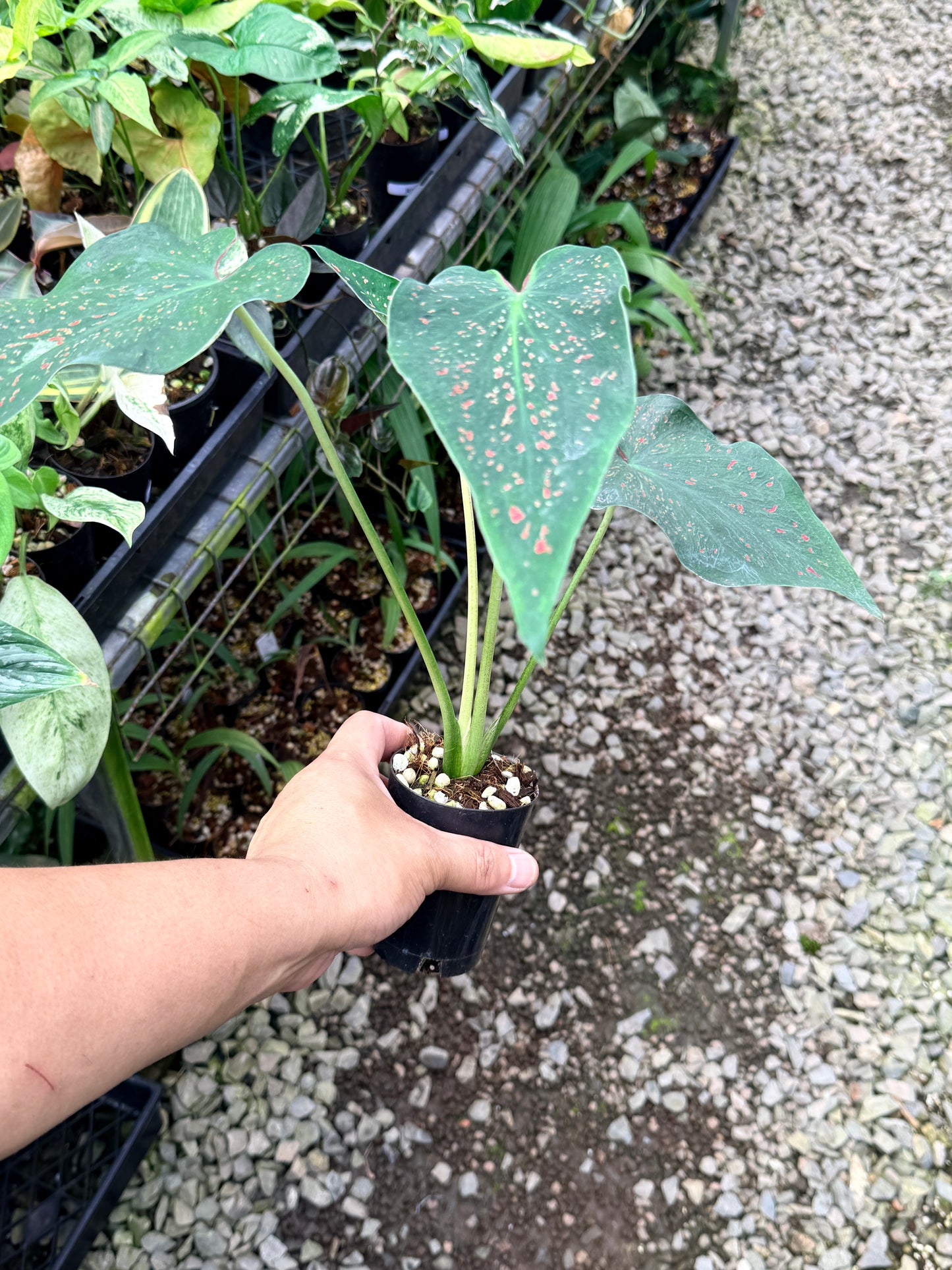 Caladium 'Thousand Stars' R14