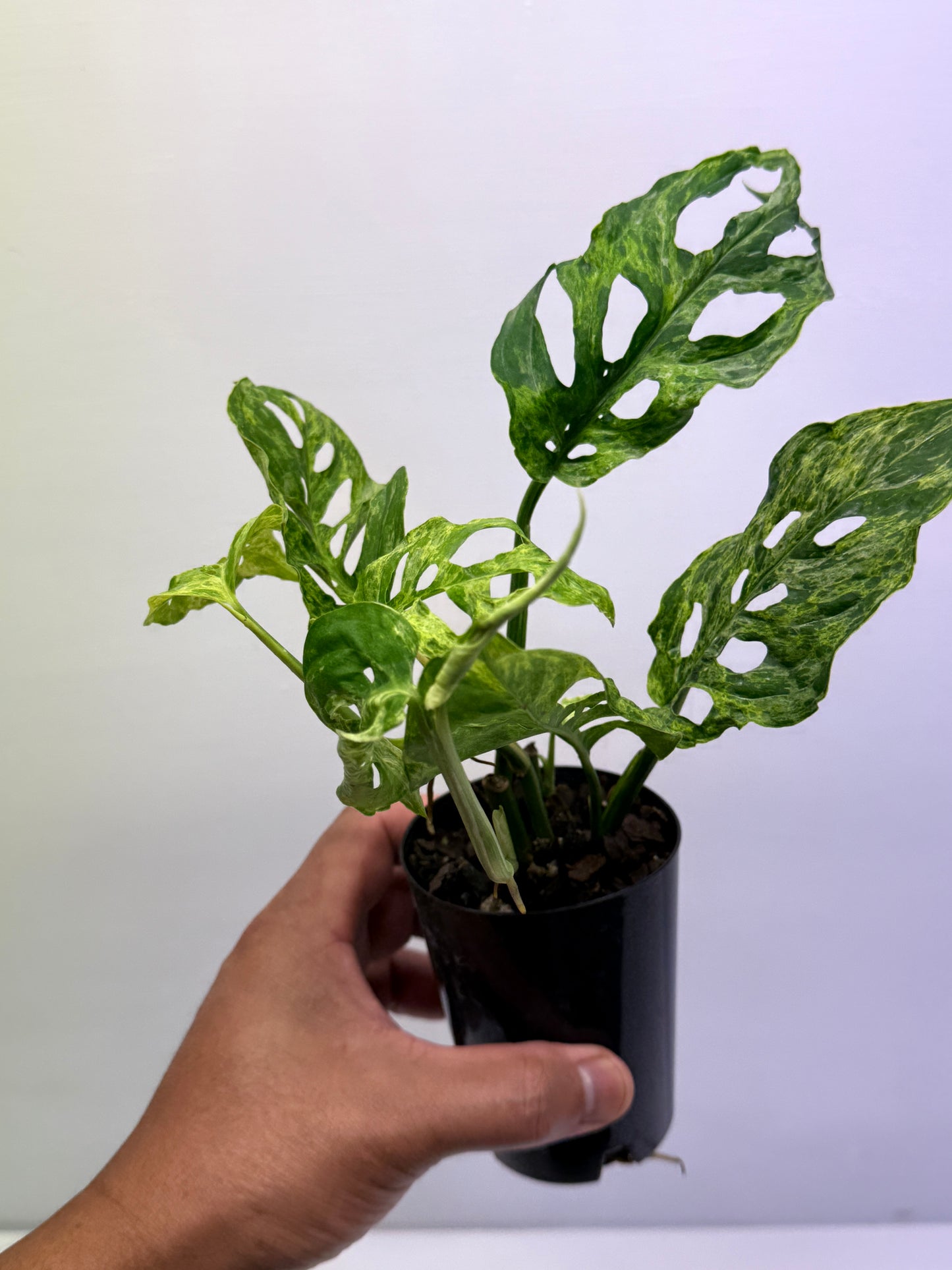 Monstera adansoni Mottled Mint Variegated Q57