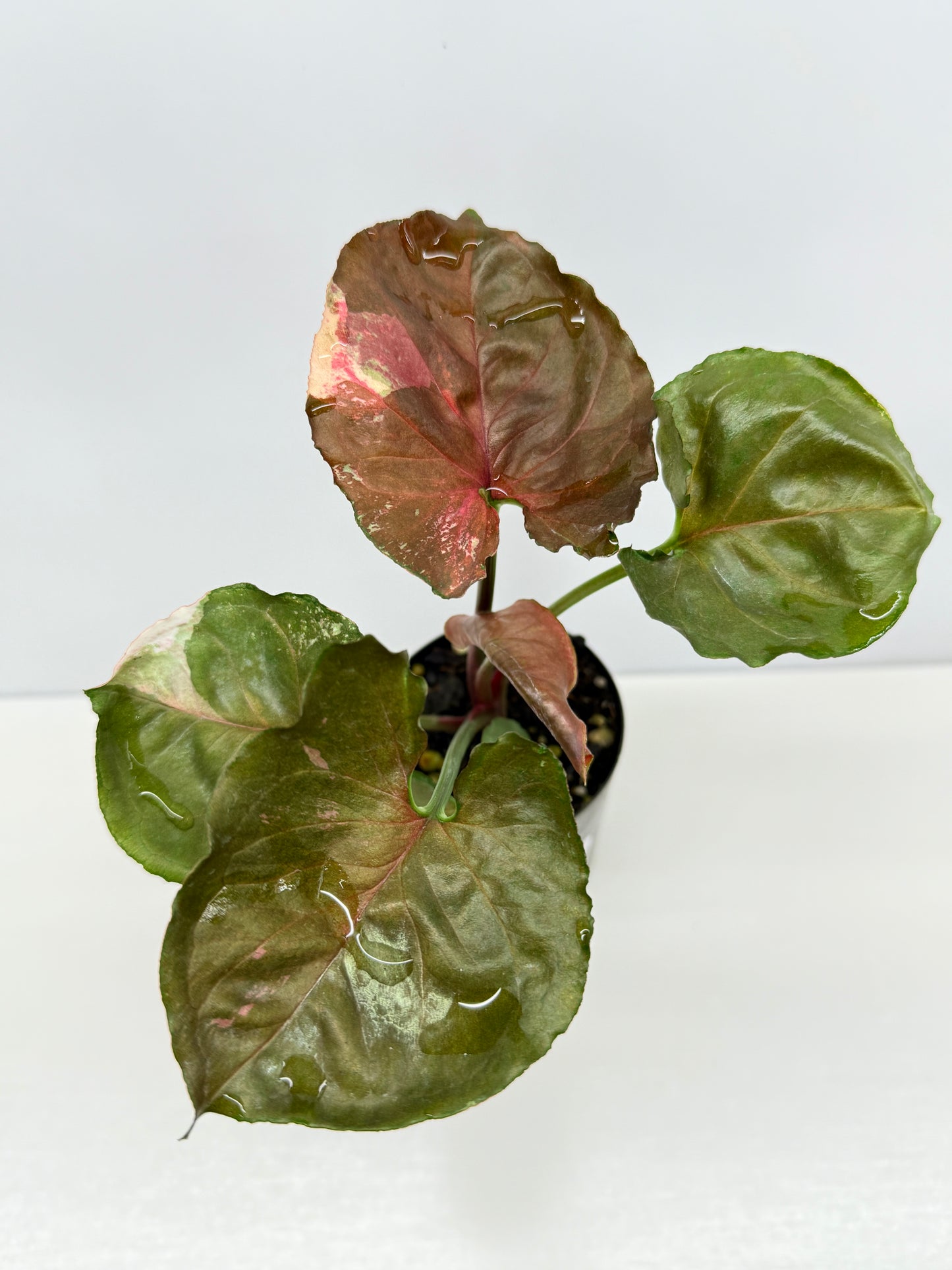 Syngonium Strawberry Ice Y62